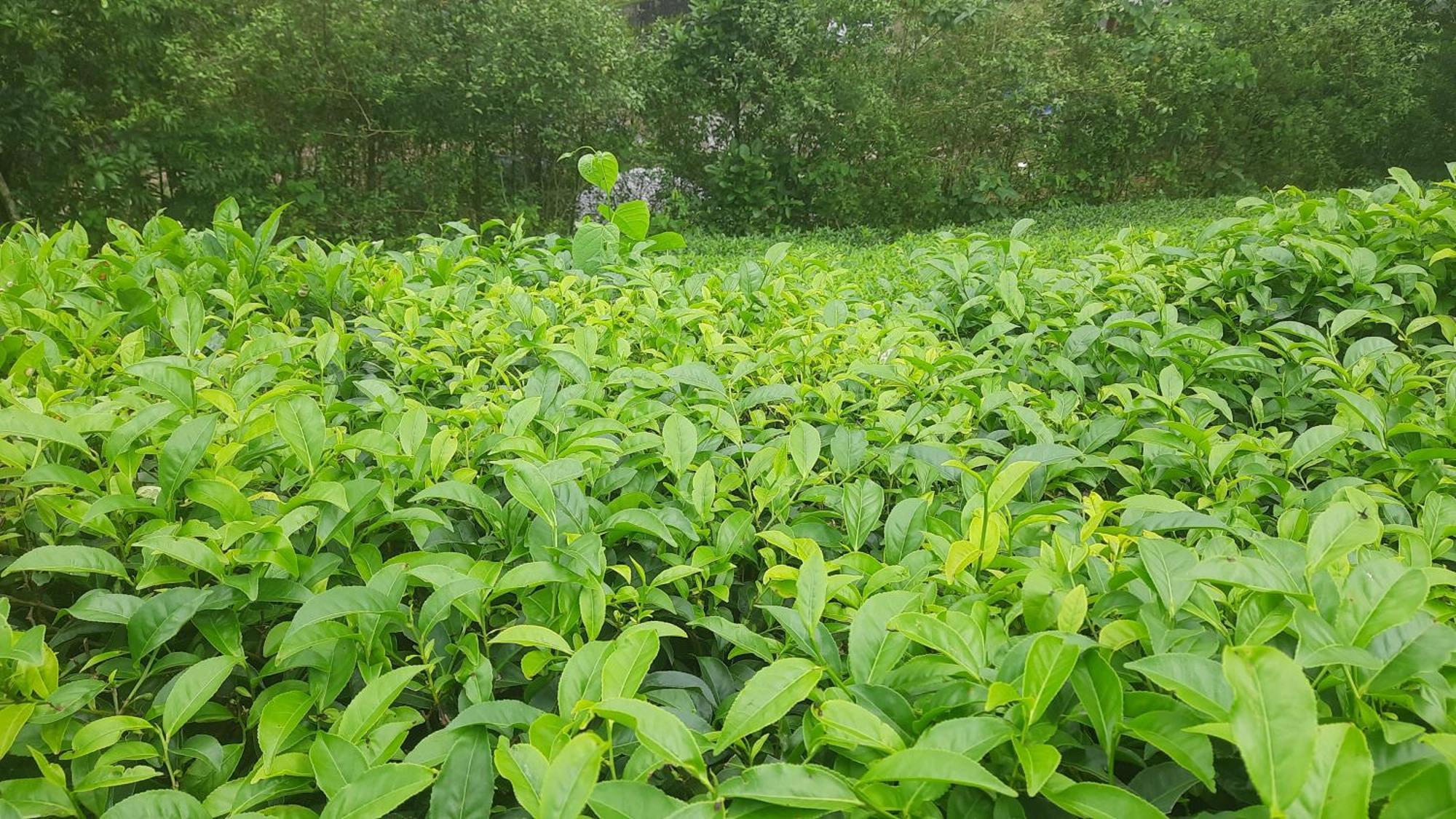 Paradise Meadows 바가몬 외부 사진